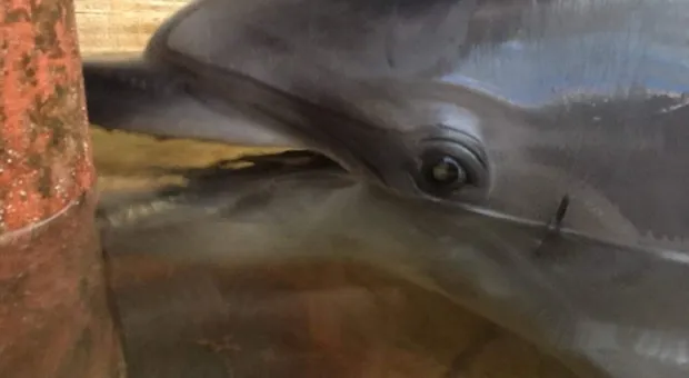 Карадагский дельфинарий проверит Росприроднадзор