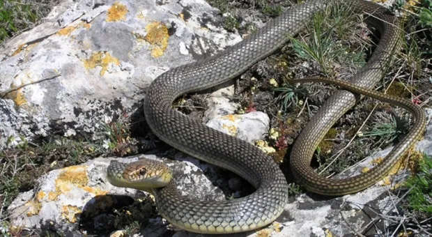 В Крыму наблюдается небывалая активность змей