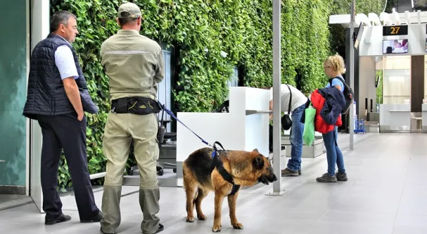 Секретные дела собачьей службы: как работают кинологи в аэропорту Симферополя