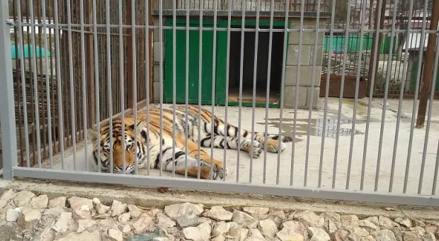 Почему погиб амурский тигр в зооуголке Симферополя