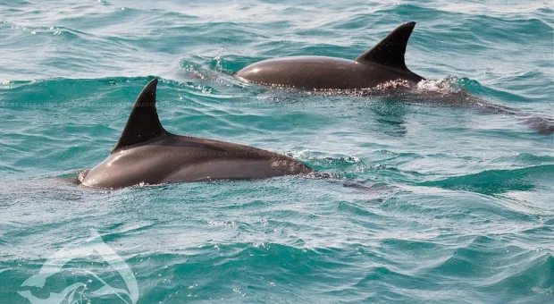 Спасенный дельфин вынырнул в Балаклаве с подружкой