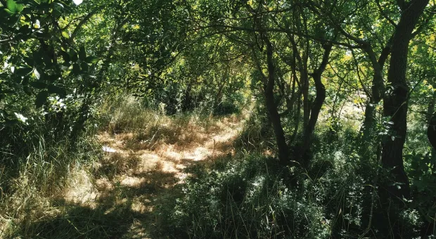 Новости Севастополя - Участки со слишком высокими результатами выборов будут подвергнуты проверке, — Севизбирком