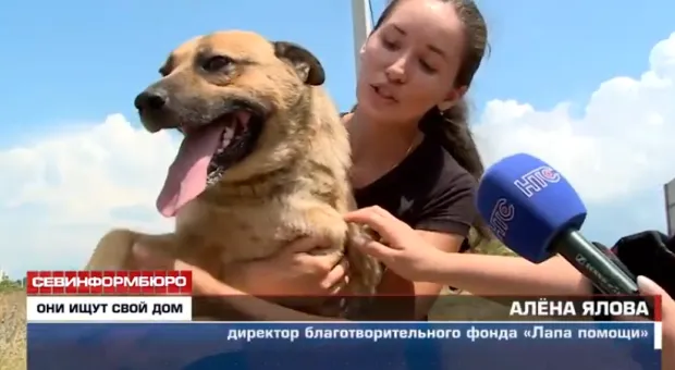 В севастопольском мини-приюте для собак своих хозяев ждут 10 питомцев
