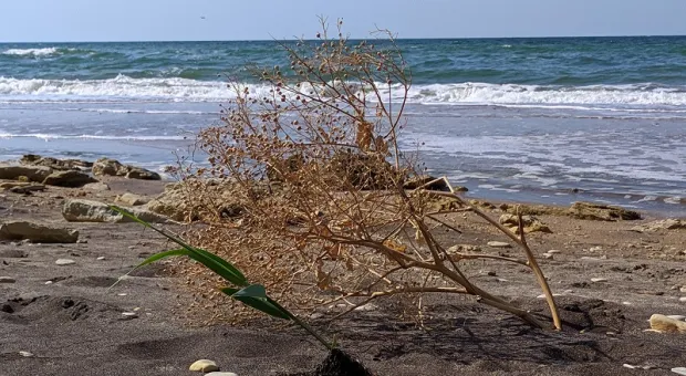 Залитый зловонной массой пляж в Крыму открыли для отдыхающих
