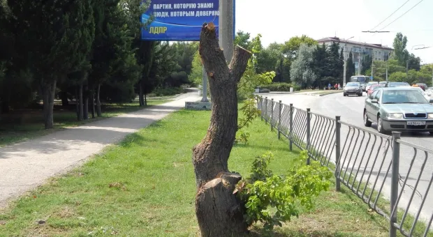 Щепки летят? В Севастополе продолжают рубить деревья перед рекламой ЛДПР 