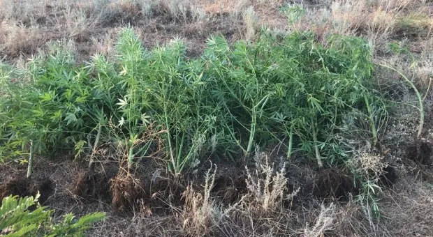В Крыму на границе выращивали марихуану