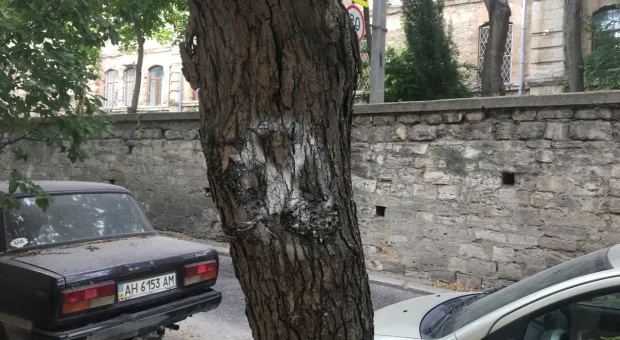 В центре Севастополя идёт бой за каждое дерево