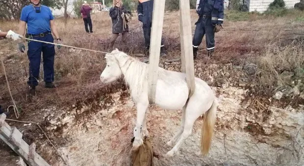 В Севастополе два пони застряли в яме