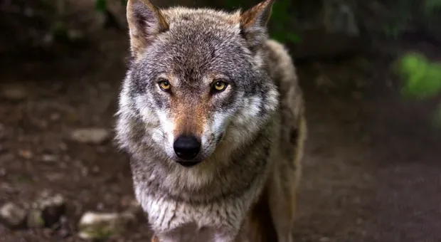 Волки нападают на людей в Крыму