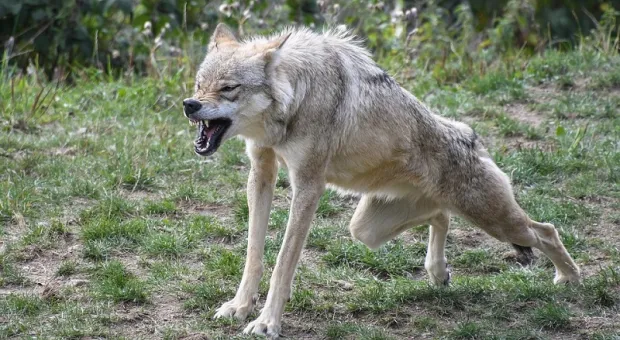 Искусавший людей в Крыму волк был бешеным