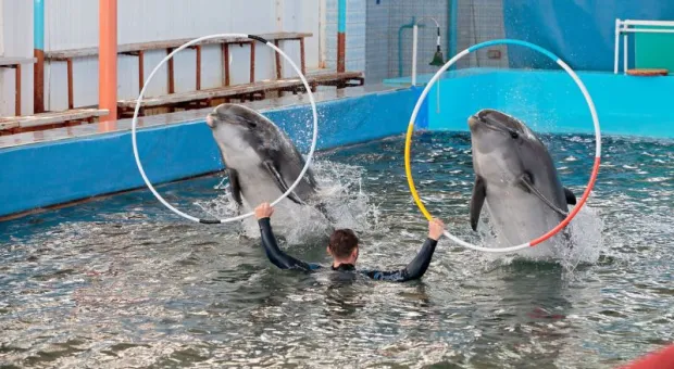 Карадагский дельфинарий в Крыму прекратил представления