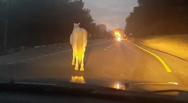 Белая лошадь в тумане ошарашила крымских водителей