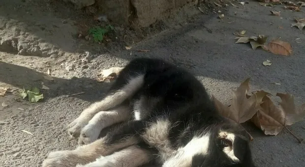 В Симферополе бездомного щенка а-ля хаски алкаши отравили водкой