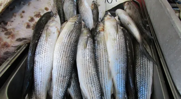 В Севастополе хотят создать рыбный рынок