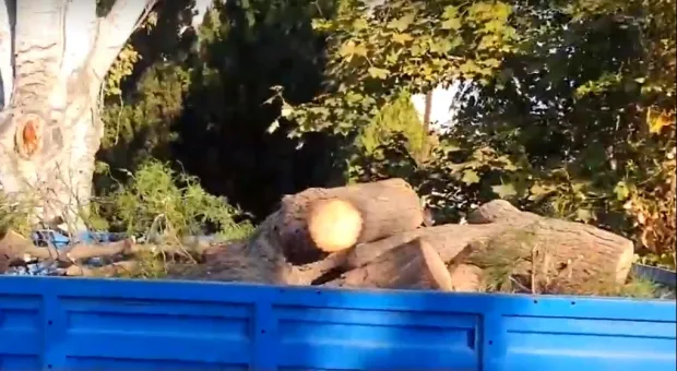 Новости Севастополя - Севастополец убил битой своего дедушку 