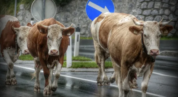 Две коровы на дороге в Крыму попали в ДТП