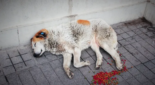 Бездомные животные Севастополя по-прежнему вне закона