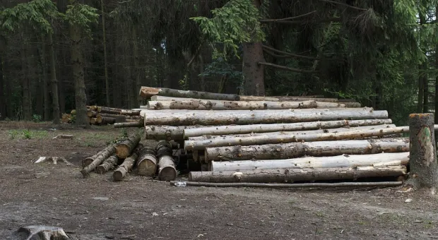 В Севастополе «сдали» тысячи гектаров леса без конкурса