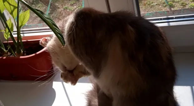 Новости Севастополя - Коронавирус у сбежавшей из больницы в Севастополе пациентки не обнаружен