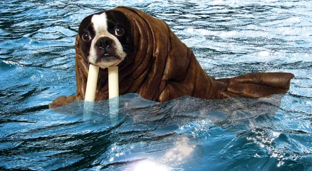В Севастополе на пляже заметили собак-моржей
