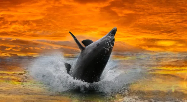 Зоозащитники назвали Севастополь «дельфиньим адом» 