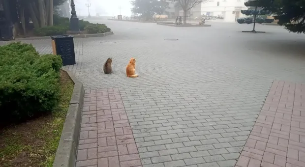 Новости Севастополя - 