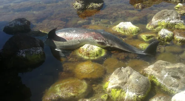 В смерти дельфинов под Севастополем обвиняют браконьеров