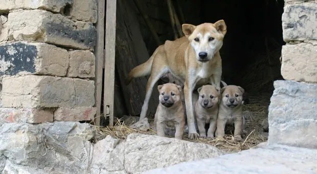 В Севастополе на участке заживо закопали десять щенят 