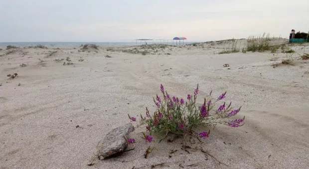 Благоустройство пляжей по-крымски: дикие дюны сравняли бульдозером