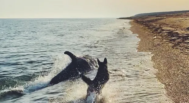 На крымском пляже дельфин подружился с собакой (ВИДЕО)