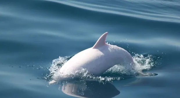 У берегов Крыма замечен редкий дельфин