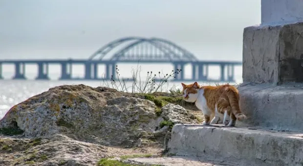 Стало известно, где будет работать кот Мостик с Крымского моста
