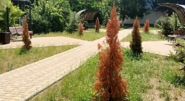 У семи нянек: в Севастополе умерли недавно высаженные деревья 