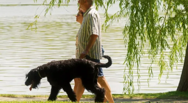 В столице Крыма запретили выгуливать собак в парках