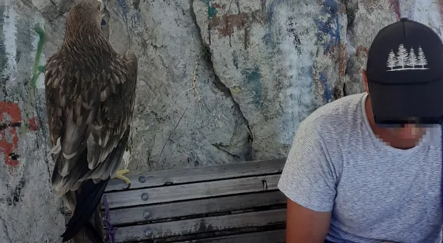 В Севастополе краснокнижного орла спасли от «фотографий на память»