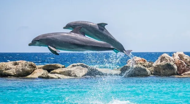На черноморском побережье дельфины устроили настоящее шоу