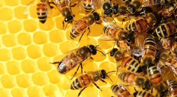 В России по почте можно послать пчёл, а ещё пиявок и червей