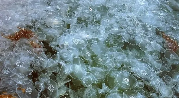 Крымское побережье атаковали тысячи медуз