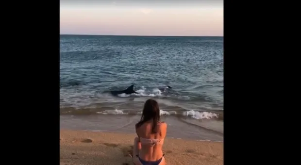 В Крыму дельфины подплыли близко к берегу и устроили шоу (ВИДЕО)