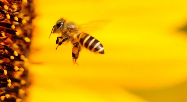 Пчёлы помогут бороться с раком