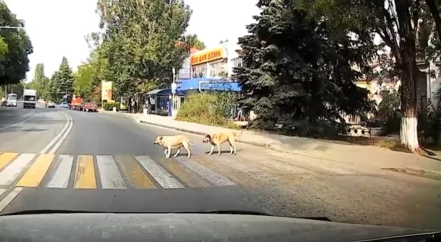  В Севастополе собаки могут научить дорожным правилам людей и котов 