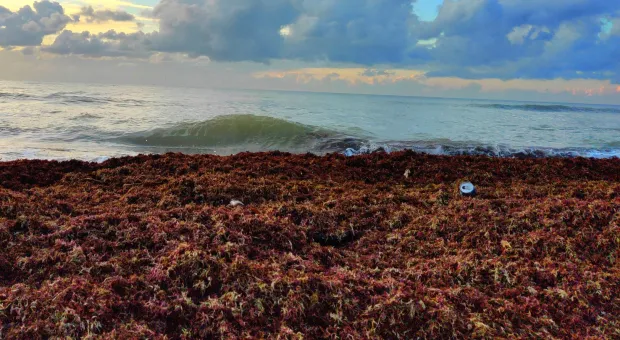 Гнилые водоросли у севастопольского «Аквамарина» бульдозером сгребают в море 