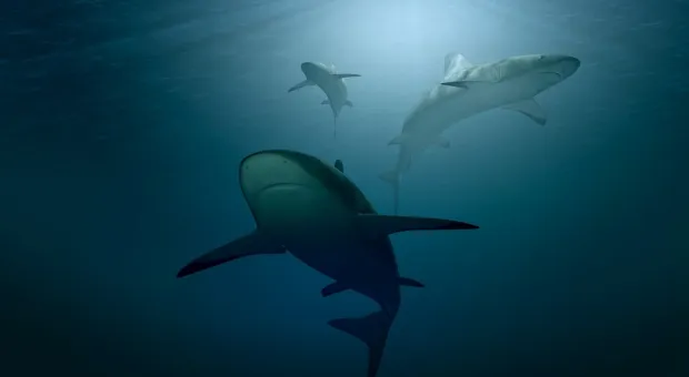 Австралийские дроны начали войну против акул