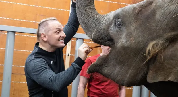 Слонёнок для Запашных подвёл ростовский цирк под санкции
