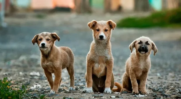 Крым заполонили тысячи бездомных собак