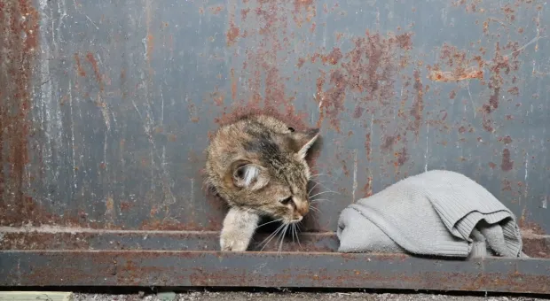 В Севастополе кошка застряла в электрощитовой 