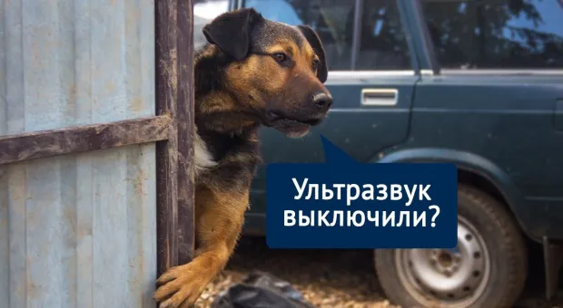 В Крыму бродячих собак распугивают ультразвуком