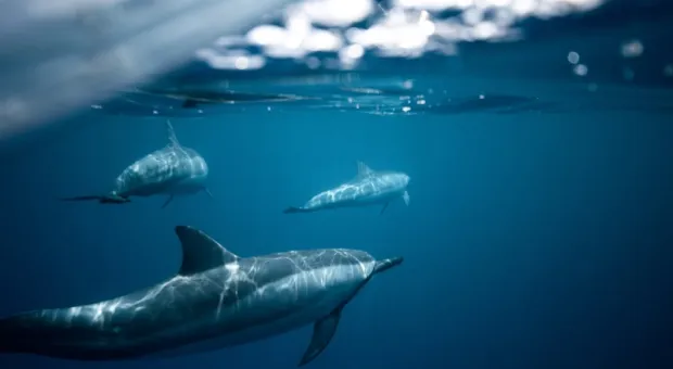 Дельфины устроили невероятную охоту у берегов Крыма