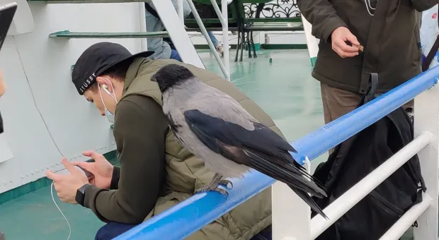 Необычная ворона из Севастополя взорвала интернет выходкой на пароме
