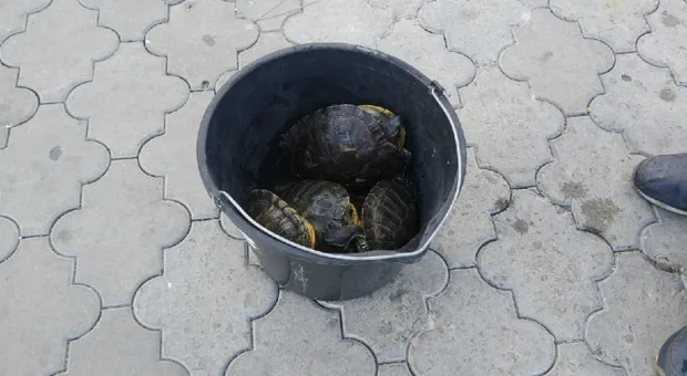 Новости Крыма - В этом году в Крыму предотвратили четыре теракта